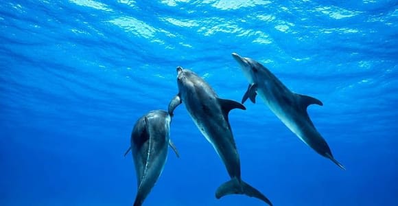 Giardini Naxos Taormina: Dolphin Watching Sunset Tour
