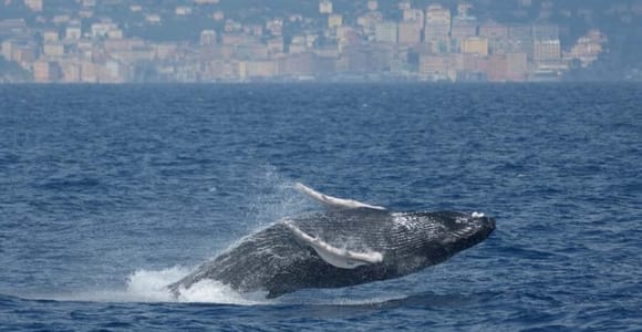 Генуя: Круиз по наблюдению за китами в заповеднике Пелагос на закате
