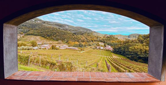 Lucca: Guided Winery Tour with Wine Tasting