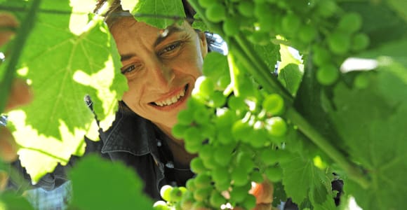 Zwiedzanie i degustacja winiarni w pobliżu jeziora Maggiore