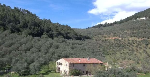 Pisa Hills: Olive Mill Tour with Food Tastings