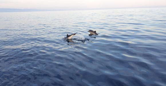 Sunset tour in search of dolphins with aperitif