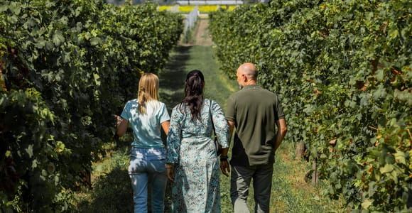 Guided Olive Oil & Wine Tour From Padua