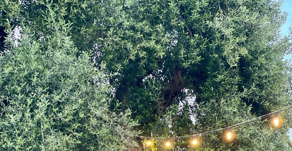 Ostuni: Farm Tour Amid Ancient Olive Trees with Oil Tasting