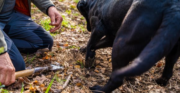 Motovun : chasse aux truffes et brunch 3 services avec les habitants