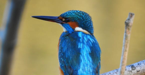 Ravenna: Tour zwischen Natur und Vogelbeobachtung mit Transfer
