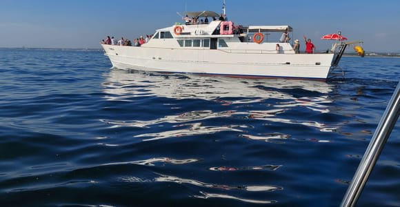 UMAG: Nuoto&Panorama / Drink di benvenuto e avvistamento dei delfini