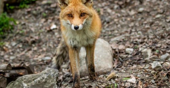 Интрод: входной билет в Parc Animalier