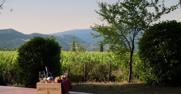 Weingut Buccia Nera: Picknick, Weinberg, Wein, Essen und Natur