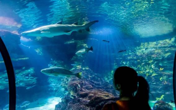Barcelona Aquarium: Skip-the-Line Admission Ticket