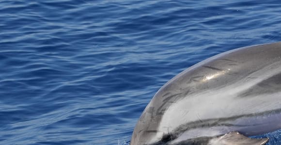 Savona: Exclusive Wildlife Cruise in the Pelagos Sanctuary