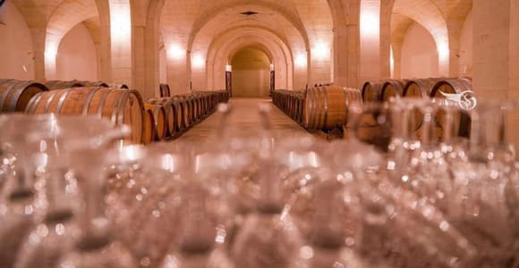Organic Wine and Olive Oil Tasting Experience near Lecce