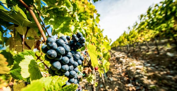 SMALL GROUP TOUR to Tuscan wineries with lunch or dinner