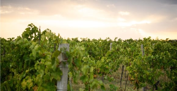 Bertinoro: Authentische Weinprobe in der Romagna