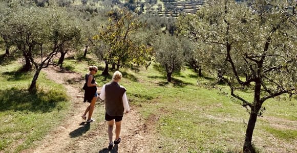 Montecatini Terme: Olive Grove Tour with Oil Tasting