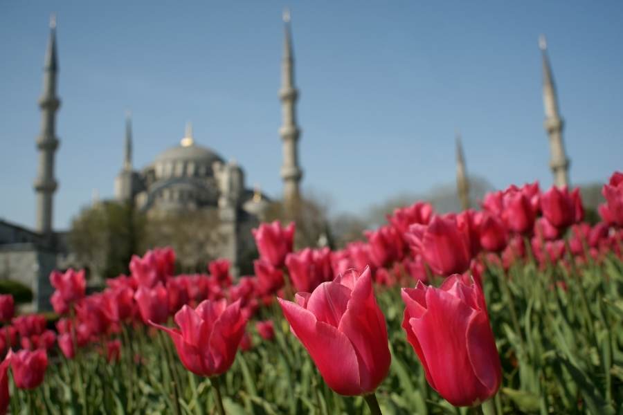 Image tulips in front of blue mosque istanbul large