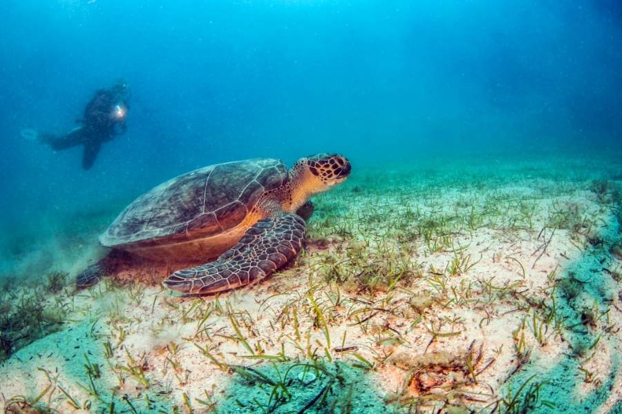 sea turtle under the sea with a scuba diver in the background