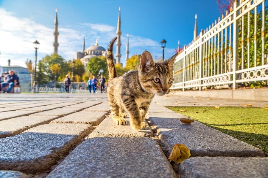 Image kitten blue mosque istanbul large