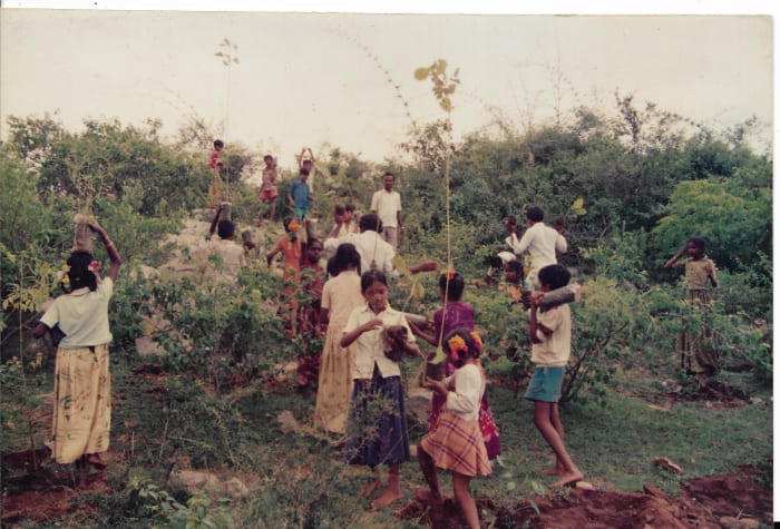 Afforestation begins