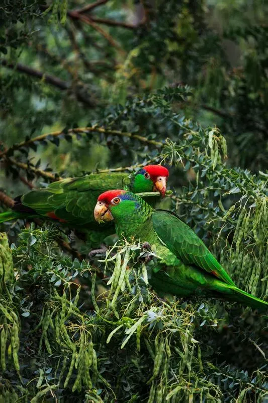 Image representing Biodiversity Conservation