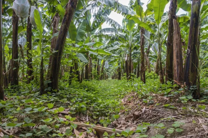 Thumbnail of Hacienda Paso Robles: un uso responsable de los recursos