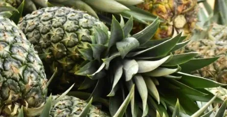 Thumbnail of Rancho Carlos: invirtiendo en biodiversidad