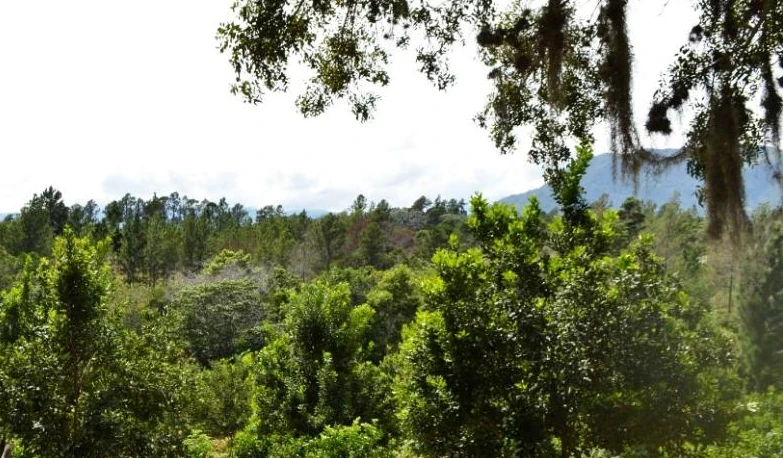 Thumbnail of Cinco acciones para conservar la biodiversidad desde el sector privado
