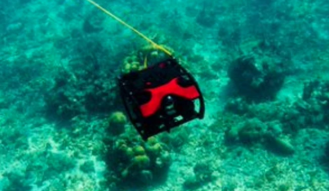 Thumbnail of 5 acciones para conservar biodiversidad desde el sector privado
