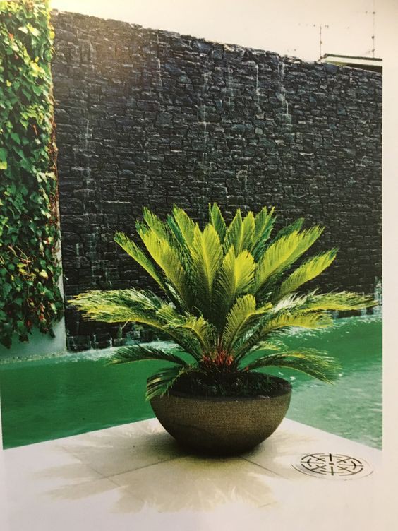 cycad palm