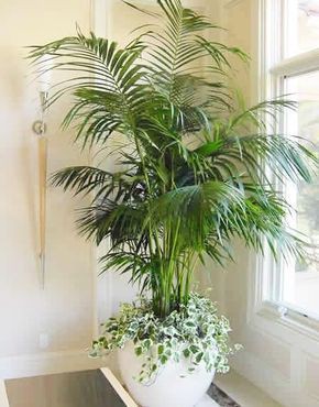 Areca Palm