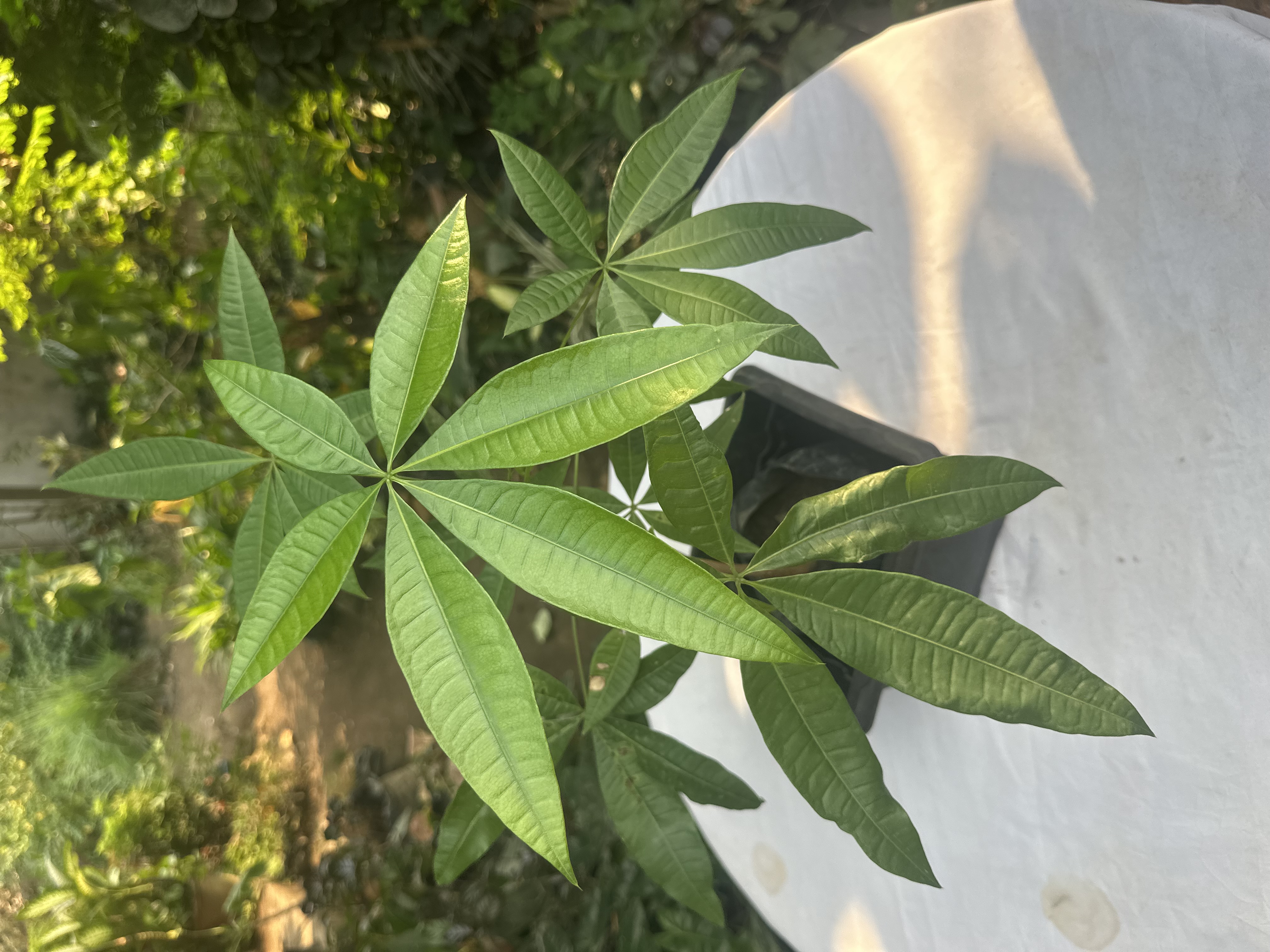 Money tree