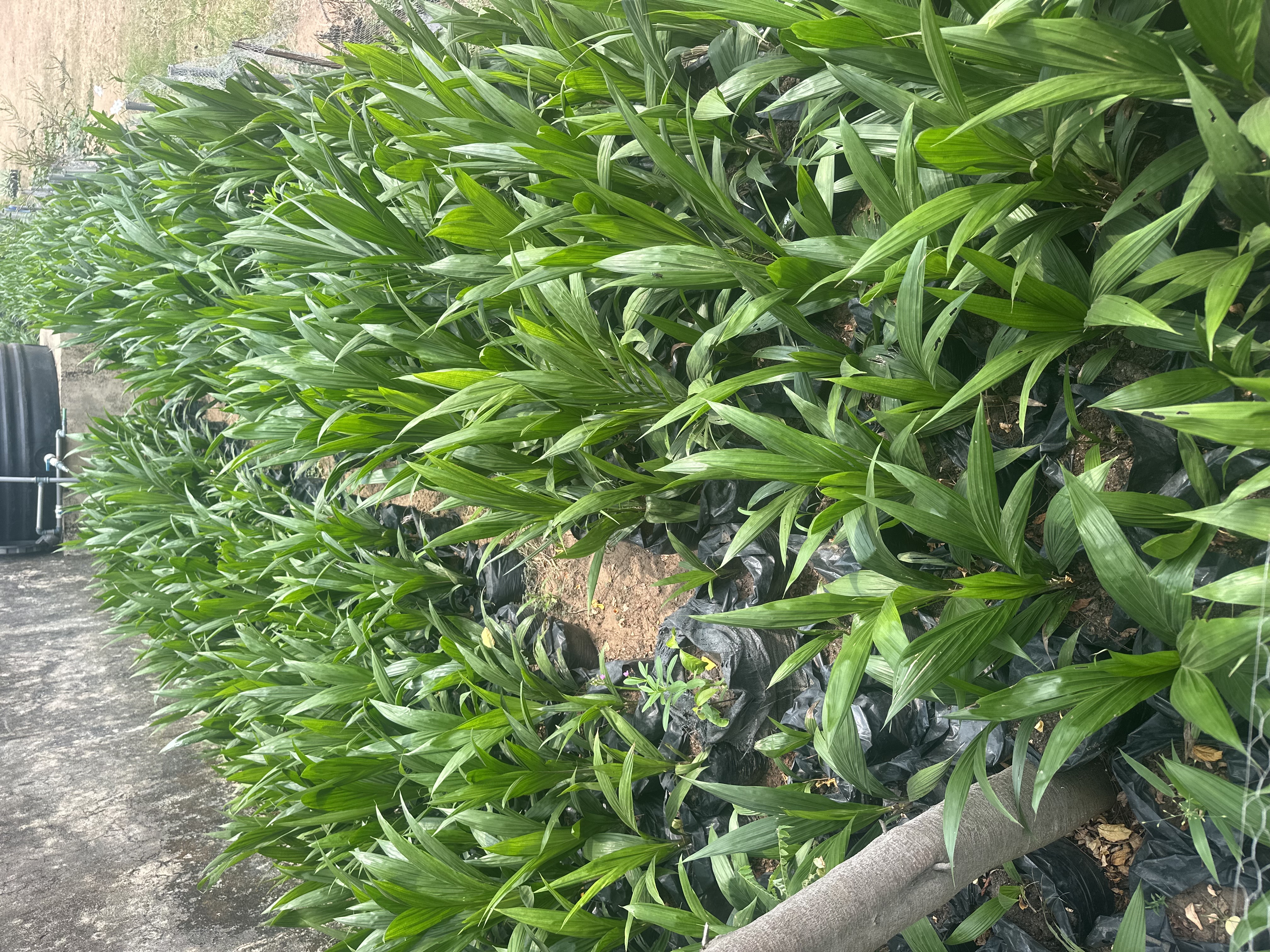 malaysian superbreed oil palms