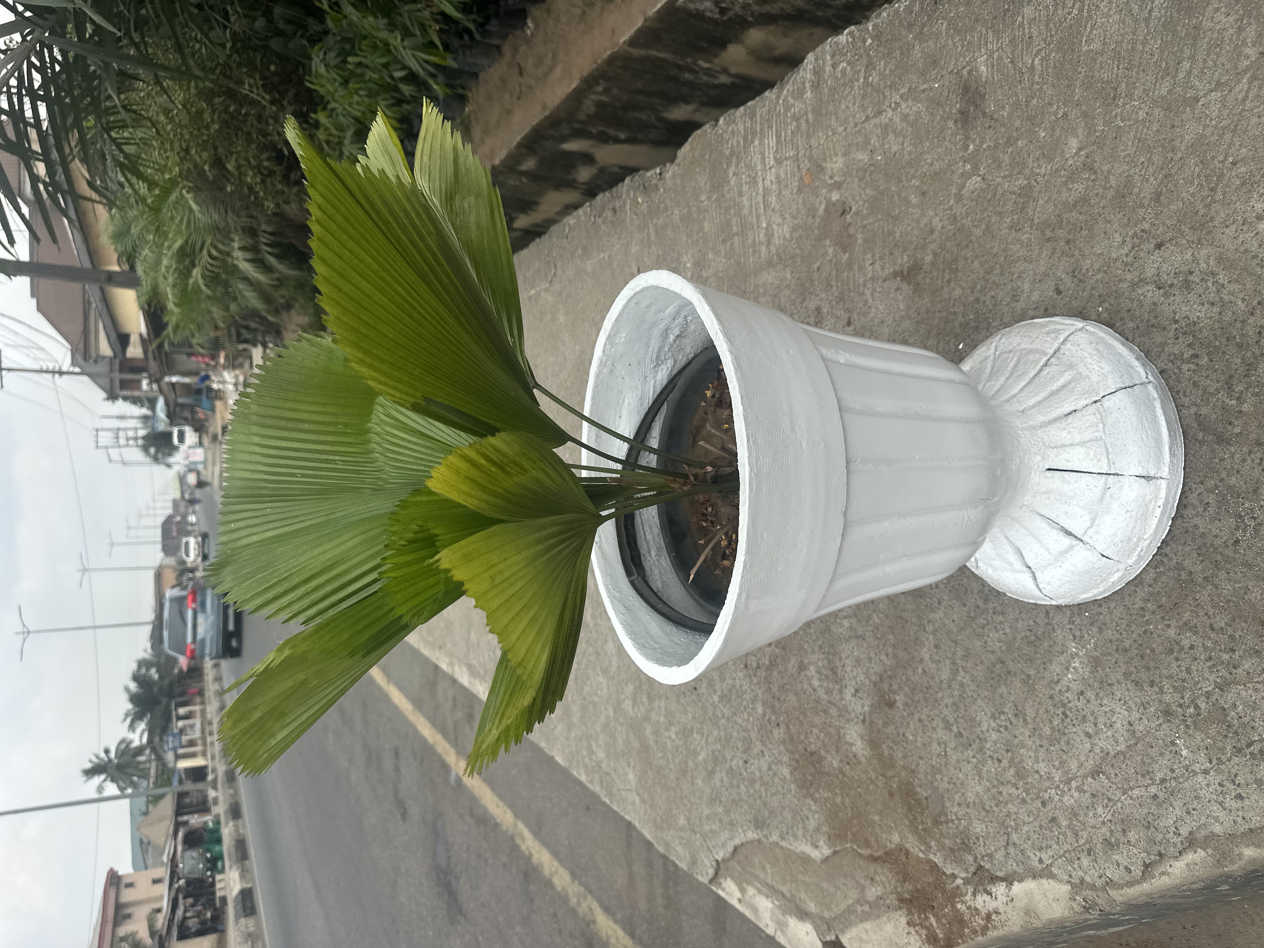 pots with stand