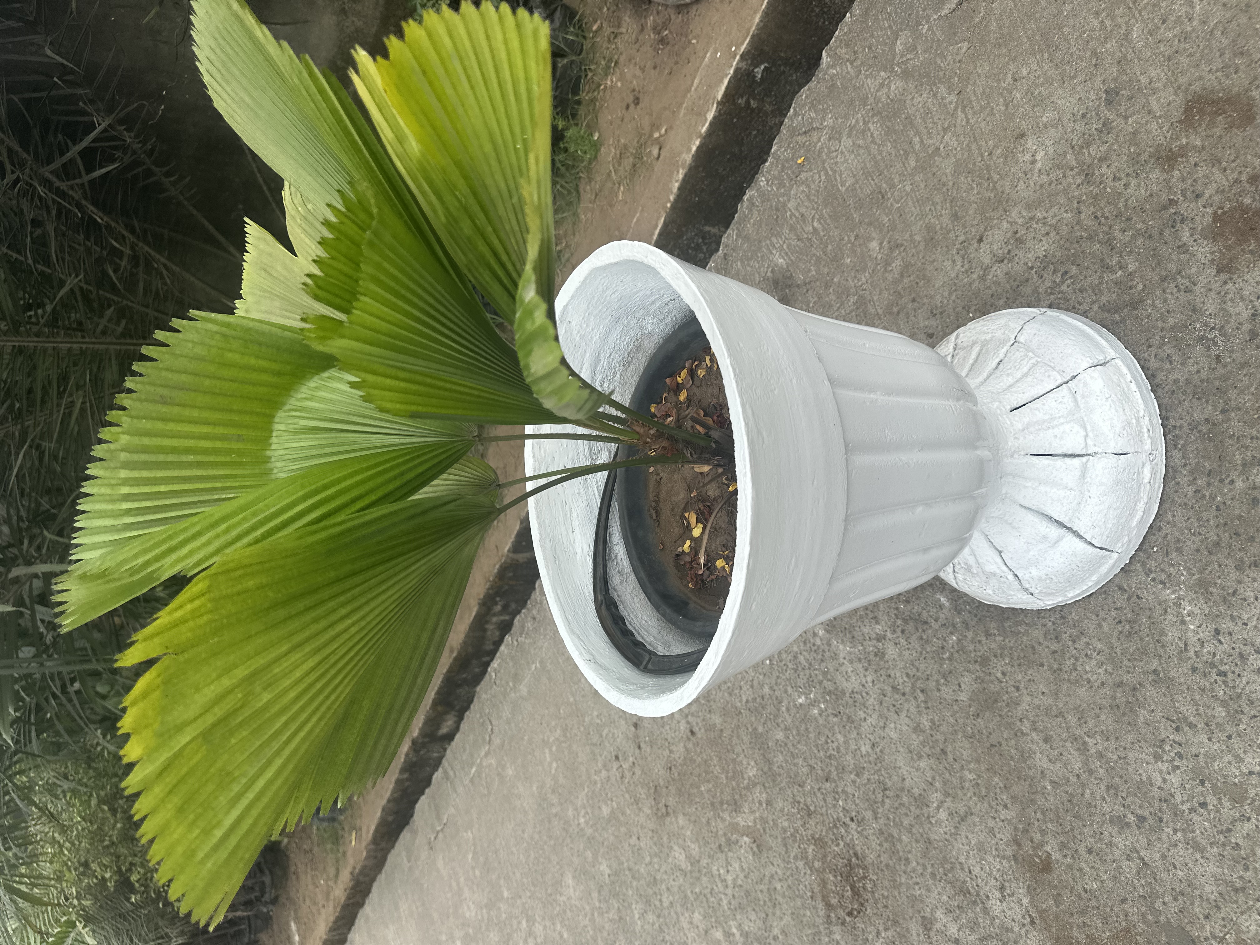 Licualla Palm