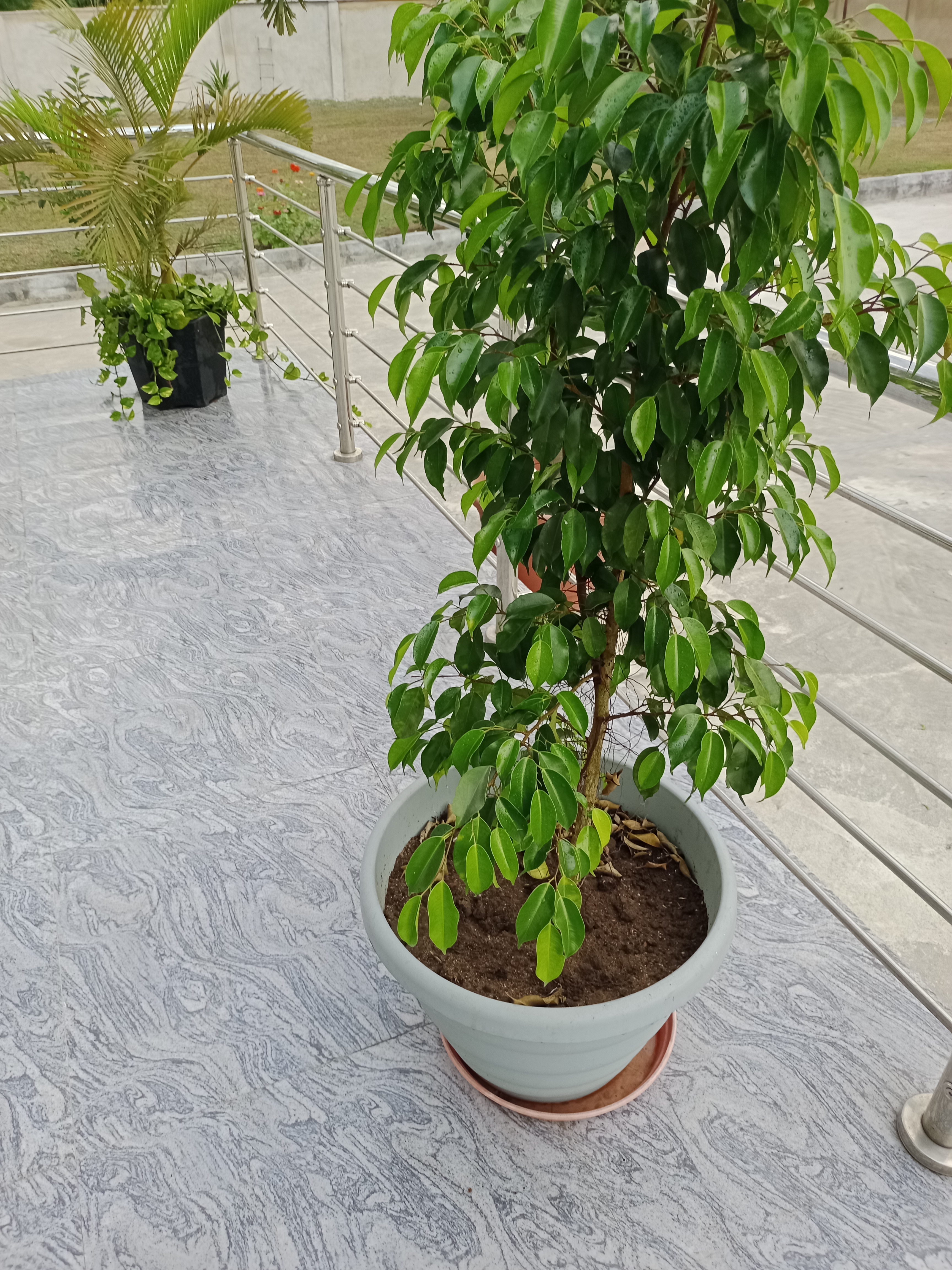 Ficus Benjamin