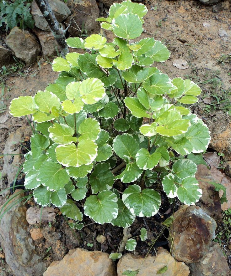 Aralia