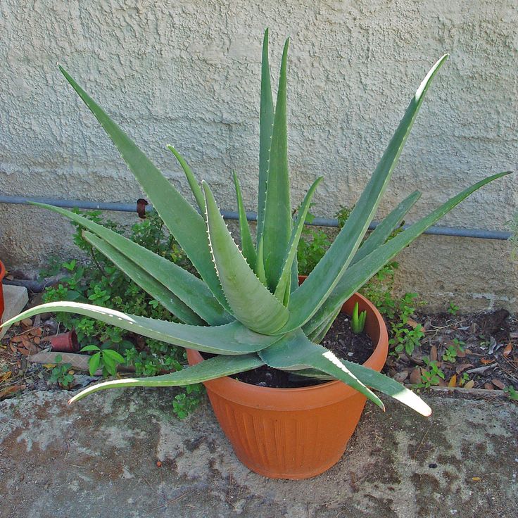 Aloe vera