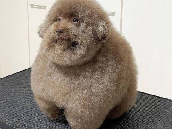 Cachorro Louco Empírico Sasa Lele 214 PopeMobile Lesbian Fajitas