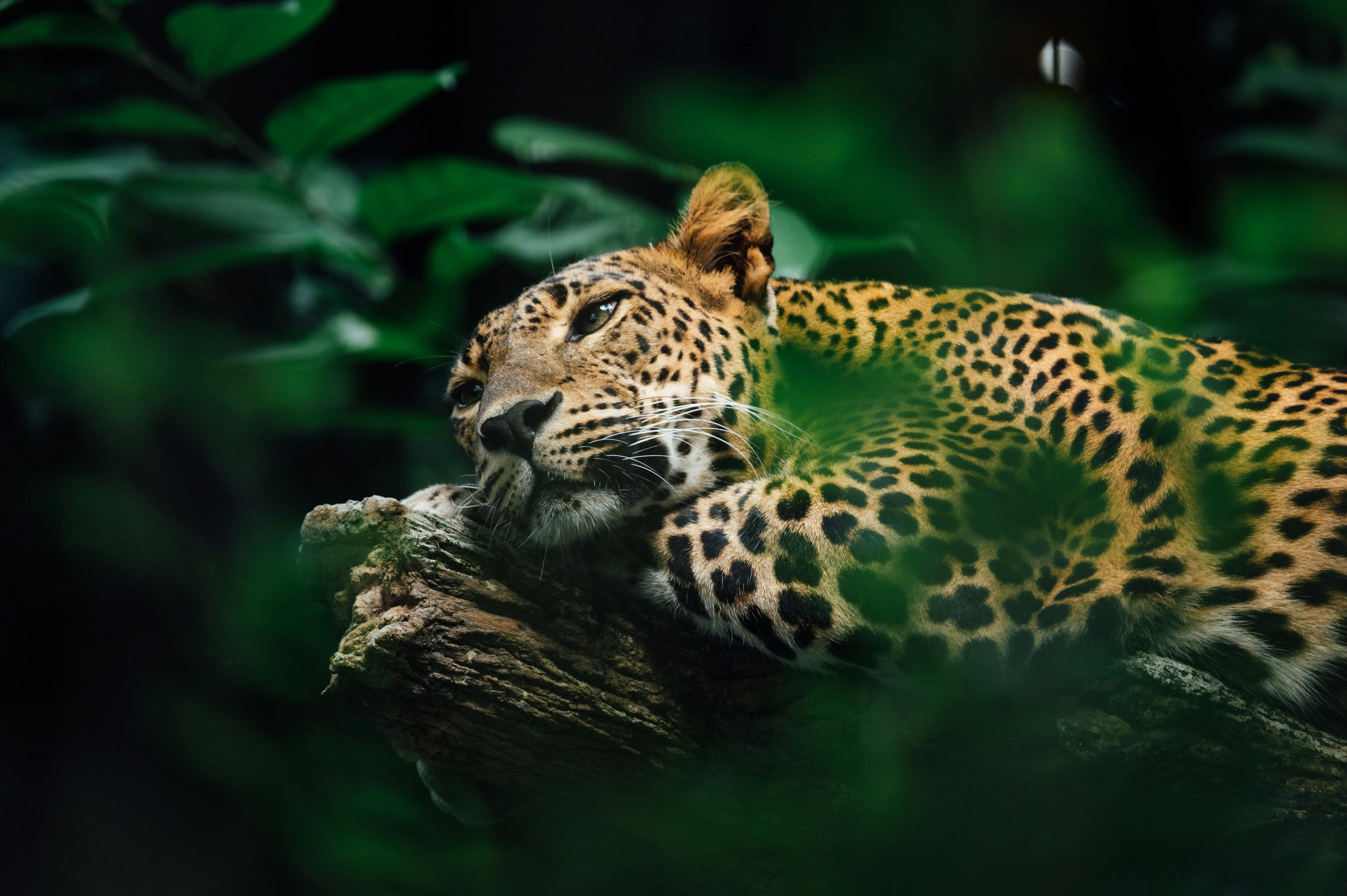 Wilpattu