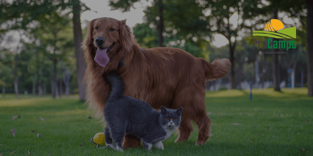 Mascotas 🐕‍🦺