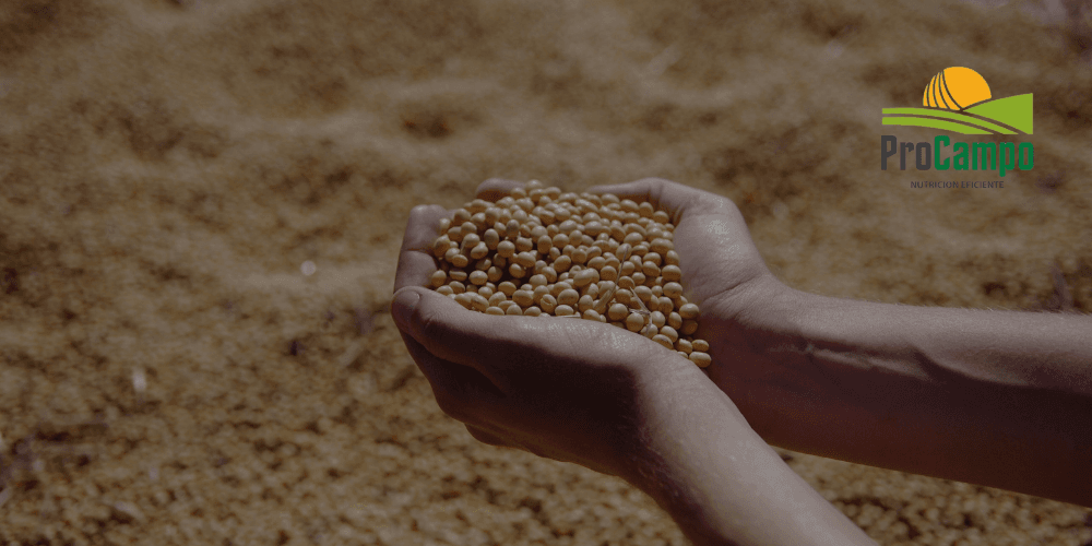 Granos y Cereales 🌾