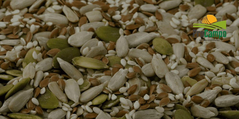 Fideos y Semitas 🌱