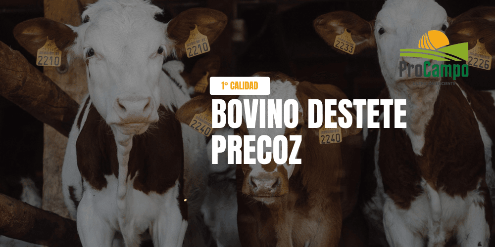 Cómo elegir el alimento balanceado correcto para tus bovinos