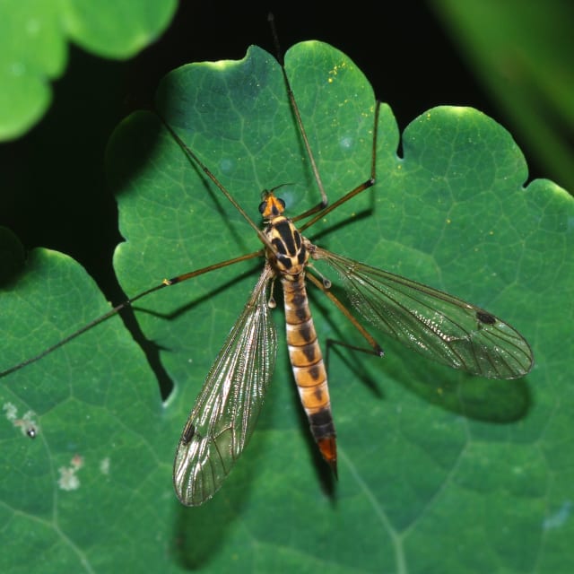 Mayfly Vs Crane Fly Which Bug Is Really Bugging You - dtbro4b