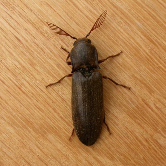 Unbelievable Click Beetle Behavior You Have To See This - qs4dugt