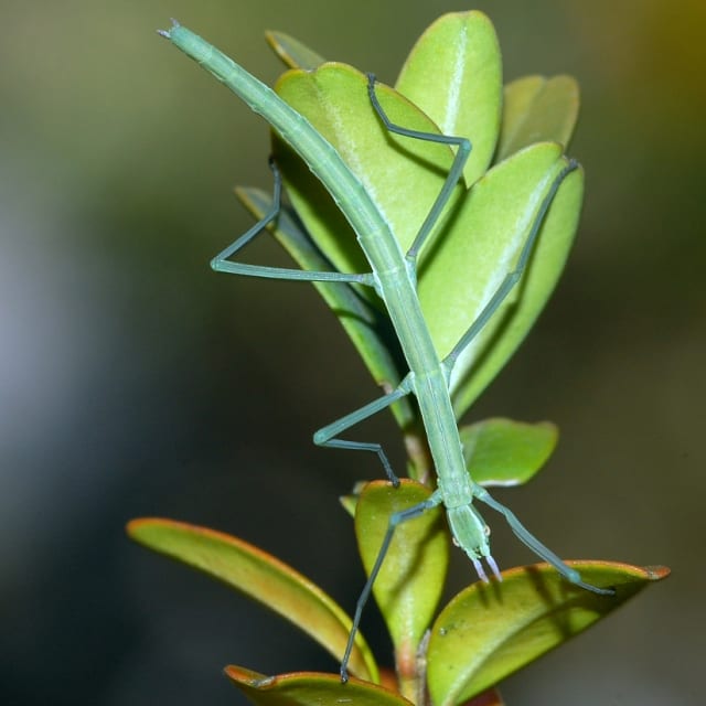 Discover Walking Stick: Lifecycle, Diet, Facts, and More | BugBrief