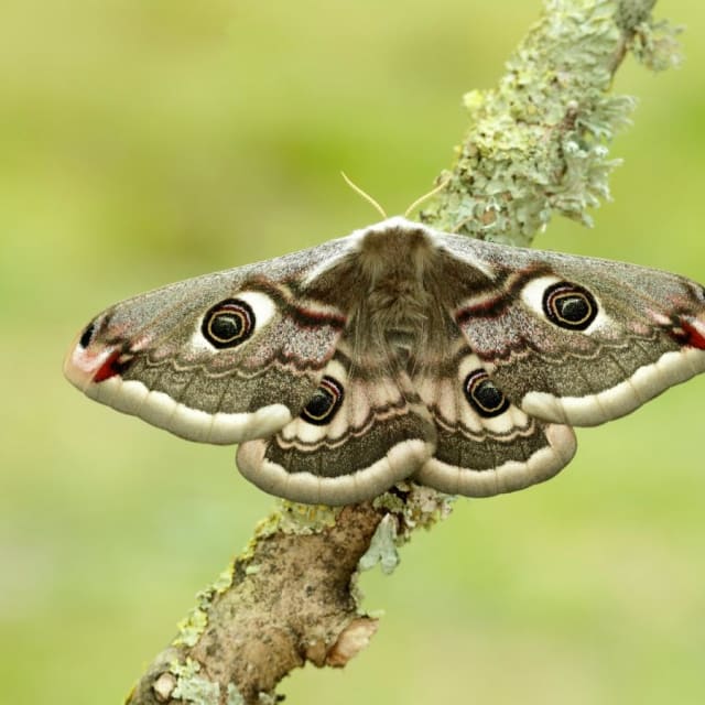 Do Moths Bite? BugBrief