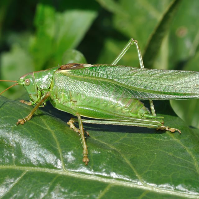 Discover Katydid: Lifecycle Diet Facts and More BugBrief