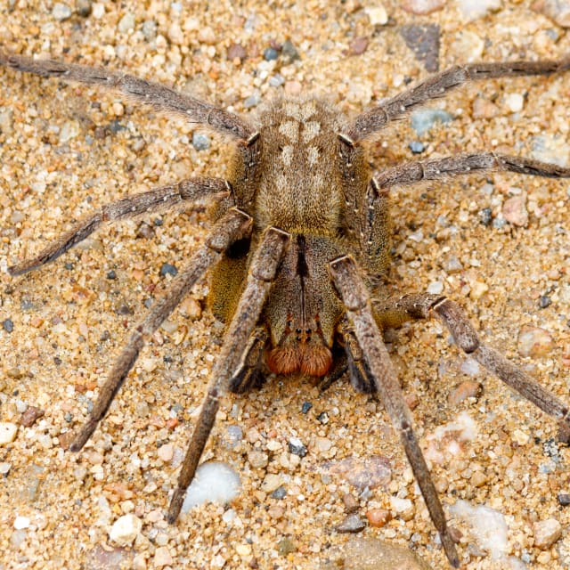 Brazilian Wandering Spider (Phoneutria fera)
