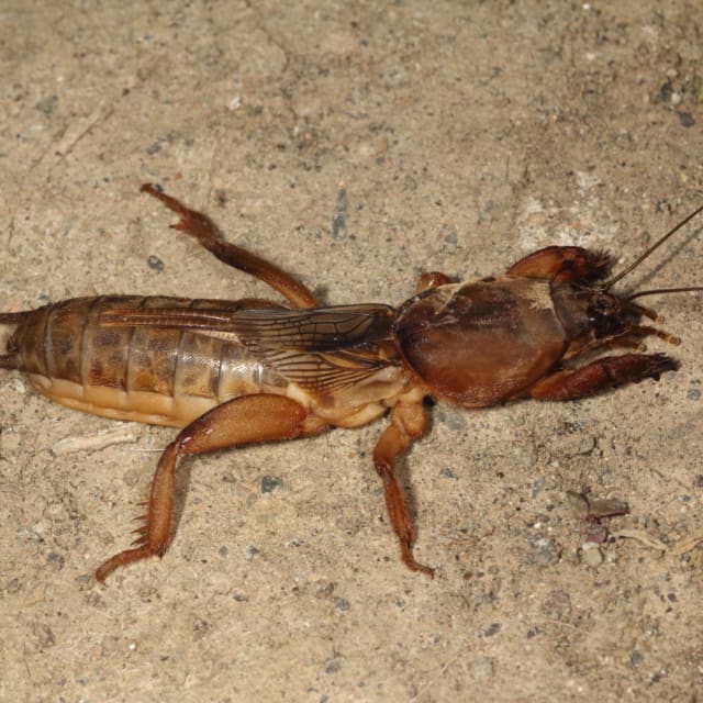 Discover Common Mole Cricket Lifecycle, Diet, Facts, and More BugBrief